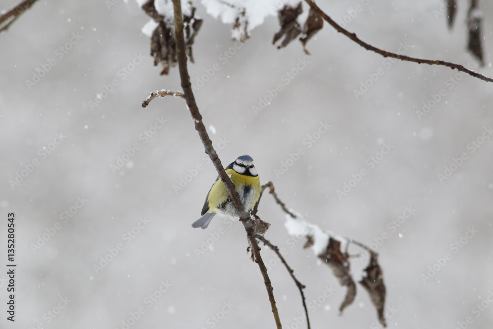 Blue tit on a snowy branch during snowfall Blue tit on a snowy branch during snowfall