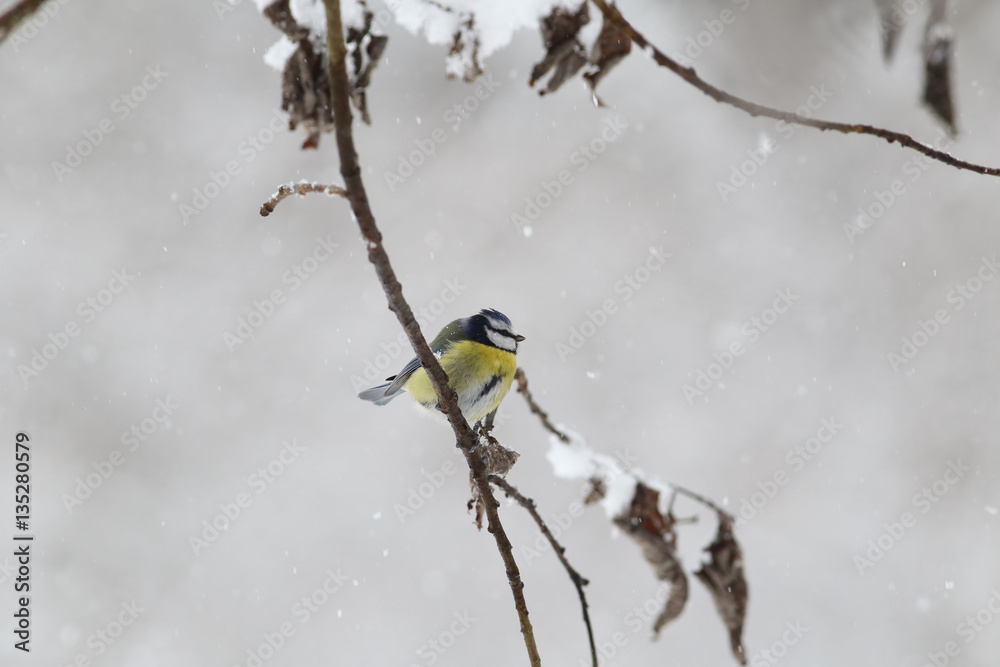 Little blue tit became fluffy lump under cold snow ... Little blue tit became fluffy lump under cold snow ...
