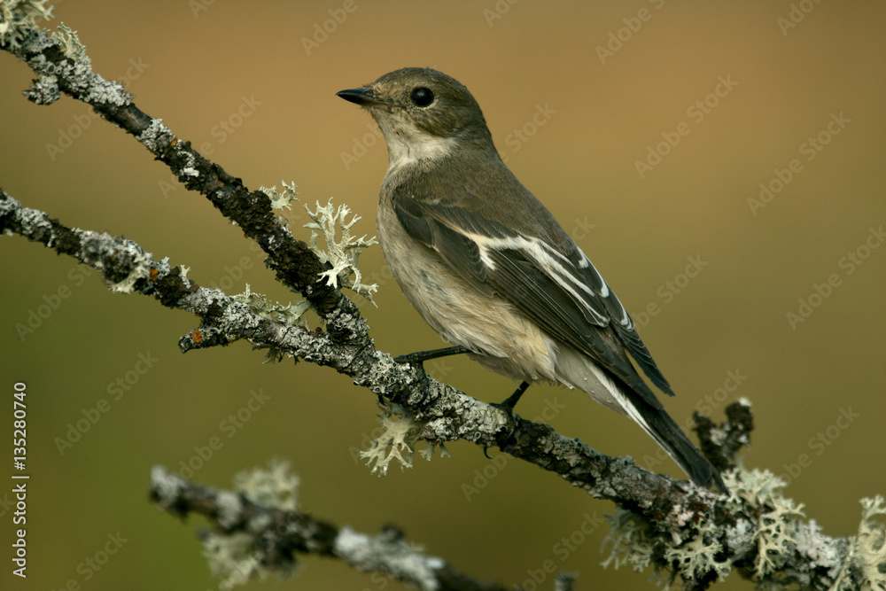 Obraz premium Pied flycatcher in winter plumage .Ficedula hypoleuca