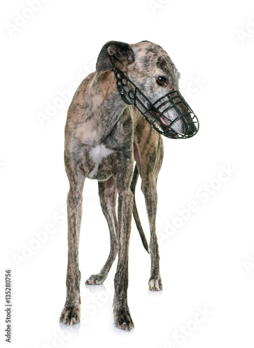 galgo espanol and muzzle