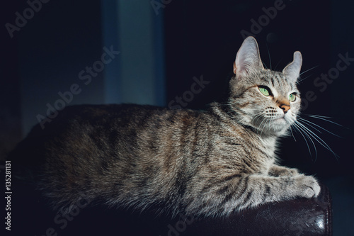 Beautiful cat on a dark background in the studio