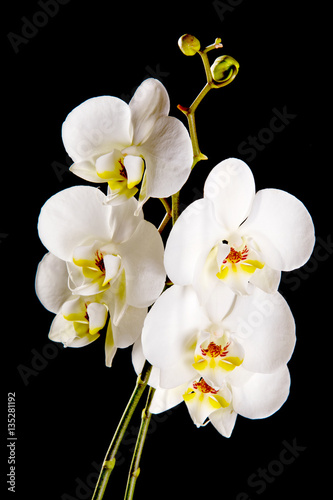 Fototapeta Naklejka Na Ścianę i Meble -  White orchid with yellow center 