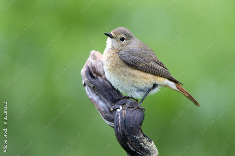 Female of Common redstart. Phoenicurus phoenicurus Female of Common redstart. Phoenicurus phoenicurus