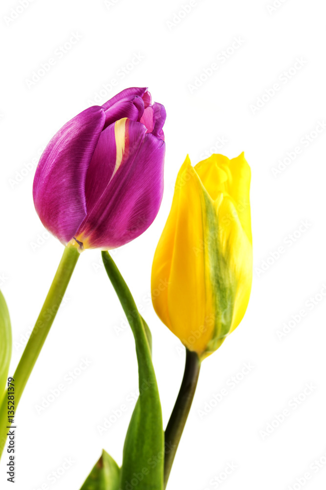 Yellow and purple tulips on white background Yellow and purple tulips on white background