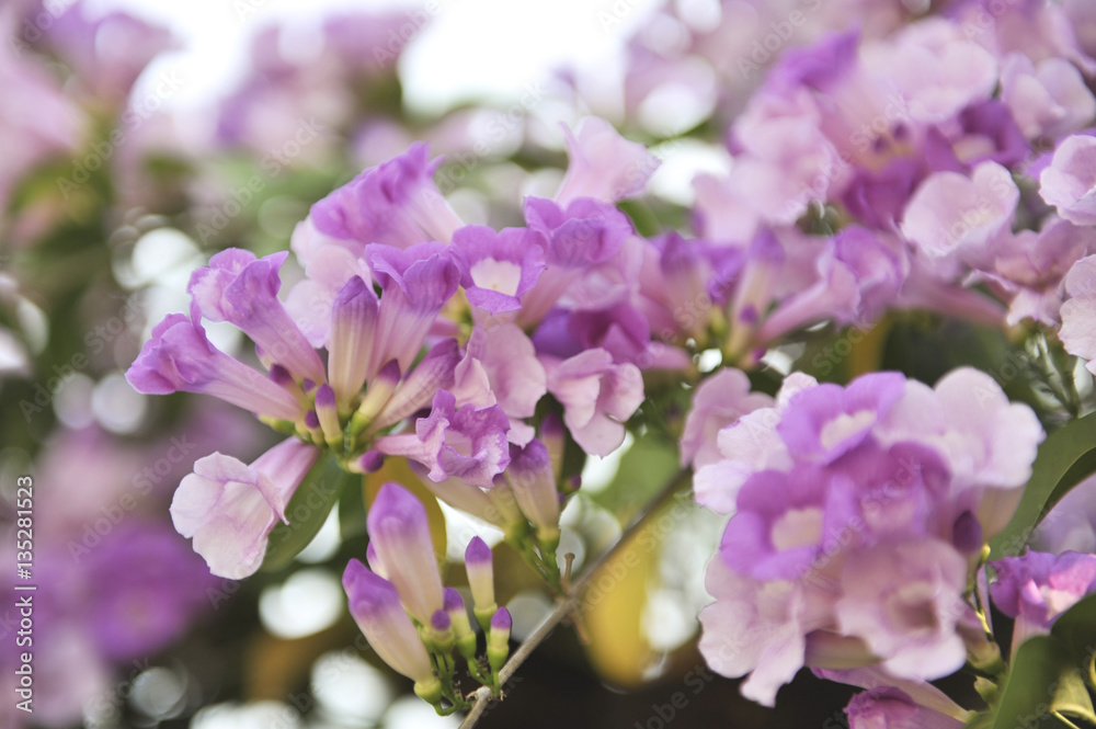 Garlic vine violet flower selective focus point Garlic vine violet flower selective focus point