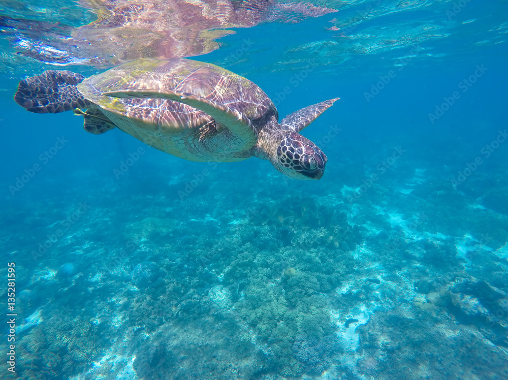 Obraz premium Tropical sea animal. Underwater photo of big sea turtle.