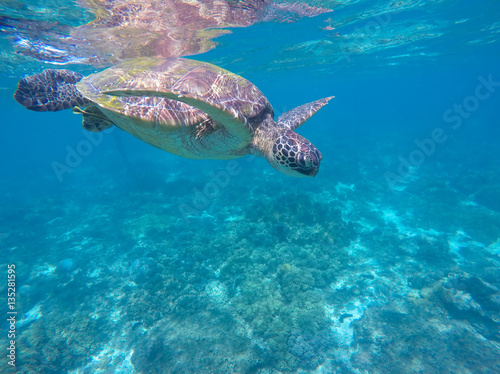 Tropical sea animal. Underwater photo of big sea turtle.