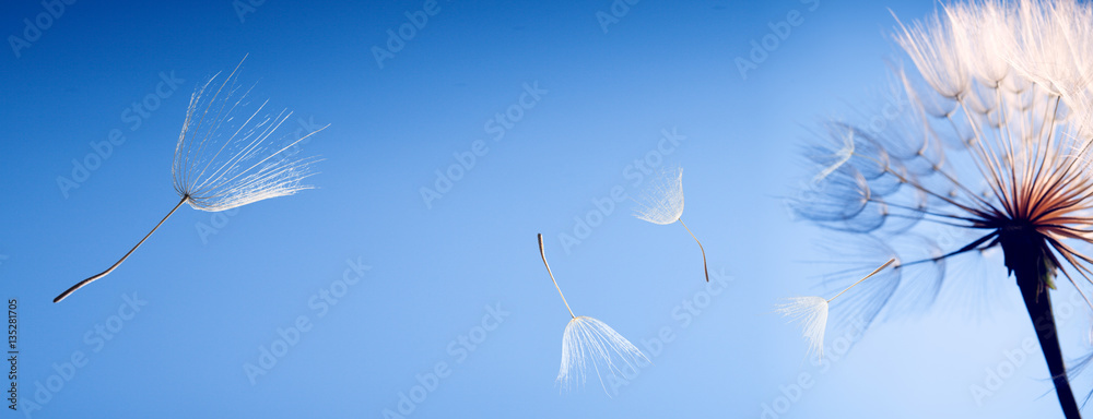 flying dandelion seeds on blue background - obrazy, fototapety, plakaty 