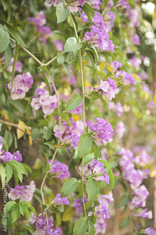 Garlic vine violet flower selective focus point Garlic vine violet flower selective focus point