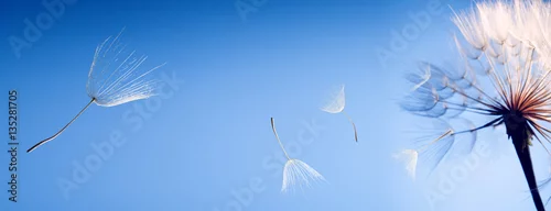 Panel kuchenny z motywem flying dandelion seeds on blue background