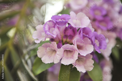 Garlic vine violet flower selective focus point