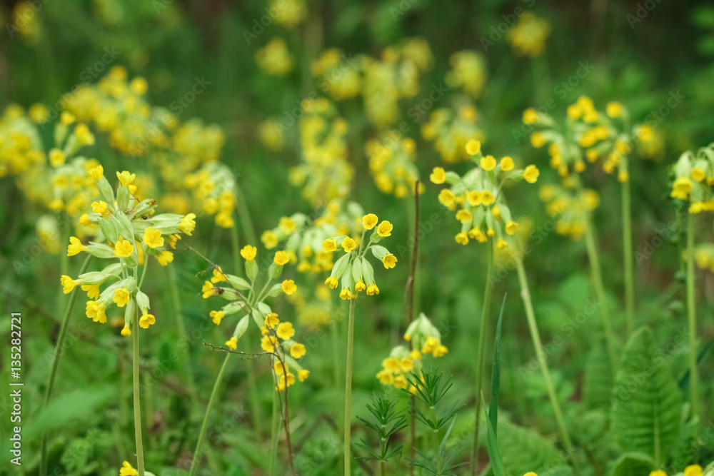 yellow flowers yellow flowers