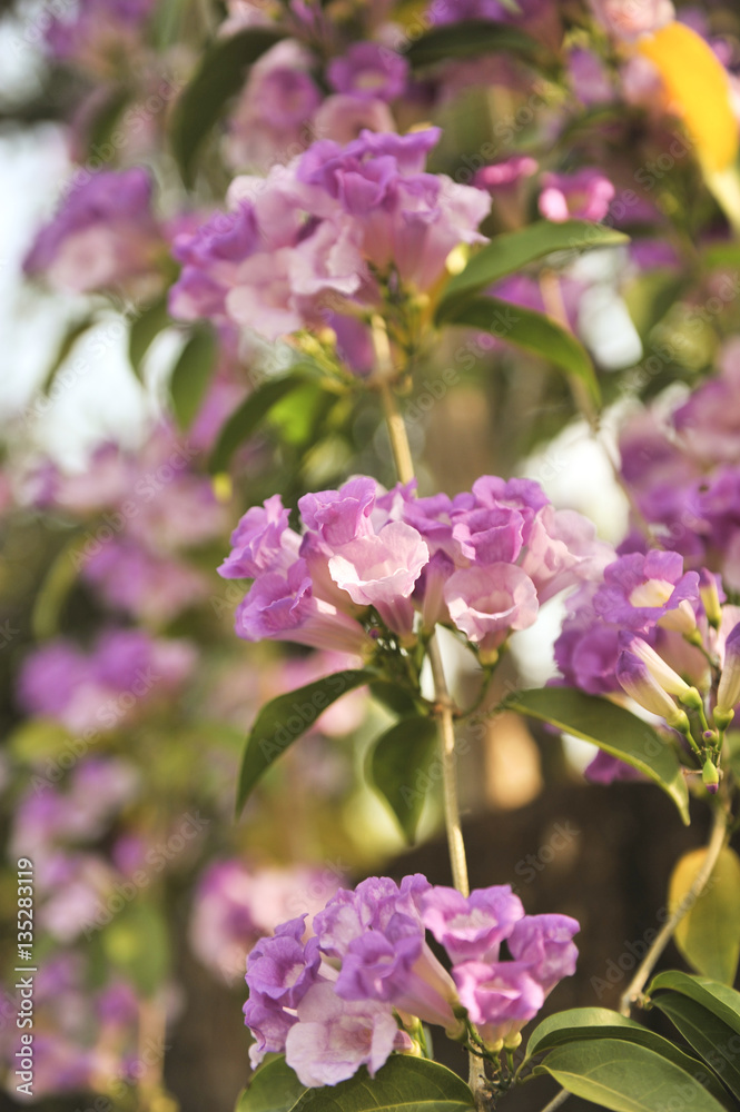 Garlic vine violet flower selective focus point Garlic vine violet flower selective focus point