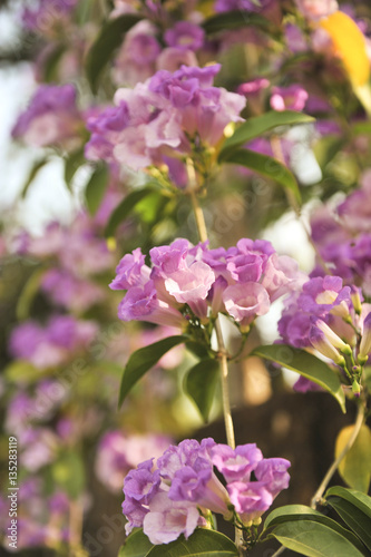 Garlic vine violet flower selective focus point