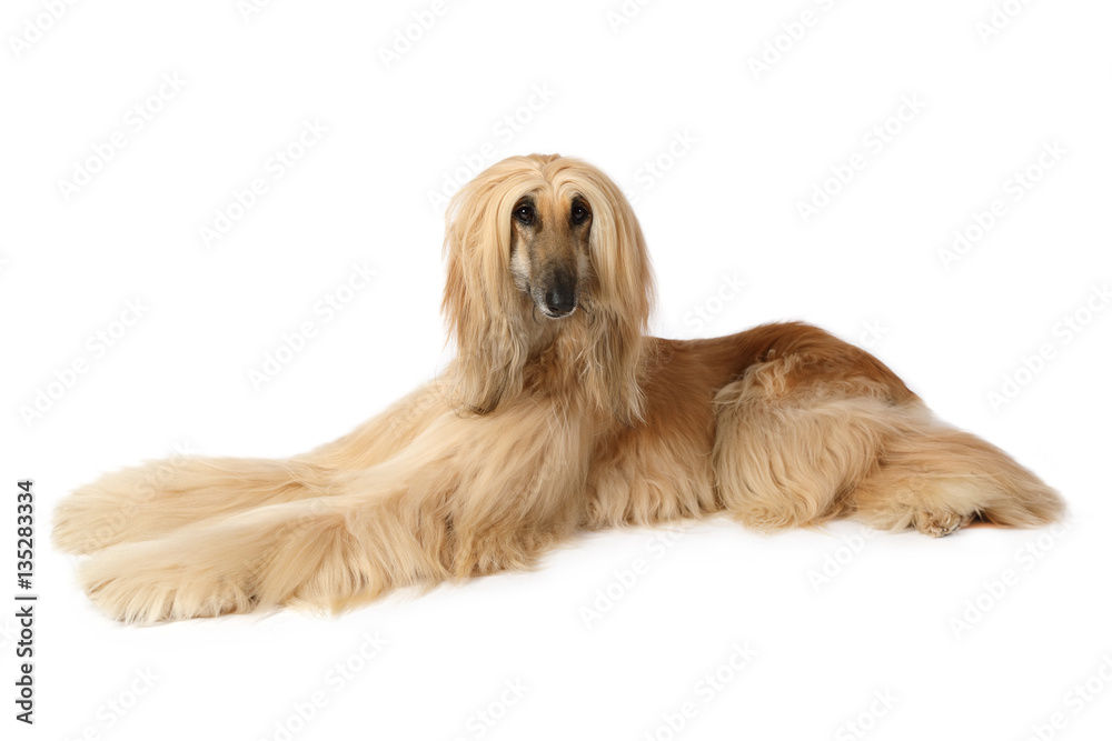 Afghan hound dog lying on white background
