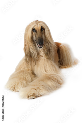 Purebred Afghan hound dog over white