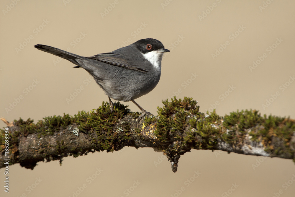 Sardinian warbler. Sylvia melanocephala Sardinian warbler. Sylvia melanocephala