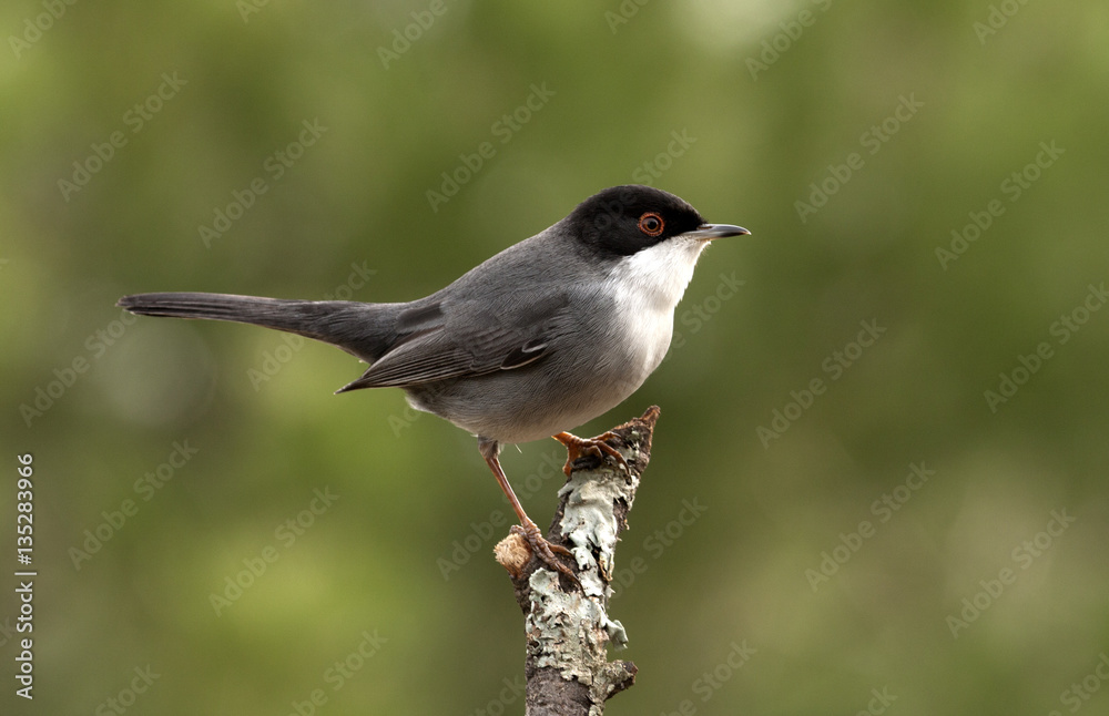 Sardinian warbler. Sylvia melanocephala Sardinian warbler. Sylvia melanocephala