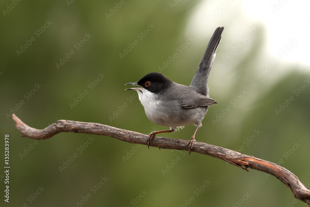 Sardinian warbler. Sylvia melanocephala Sardinian warbler. Sylvia melanocephala