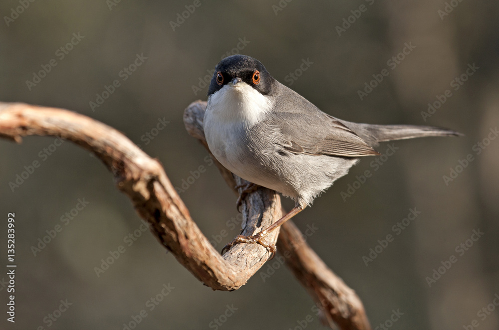 Fototapeta premium Sardinian warbler. Sylvia melanocephala