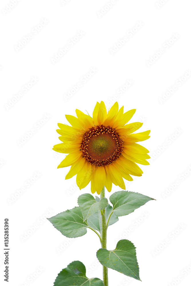 Fototapeta premium Beautiful sunflower as isolated background