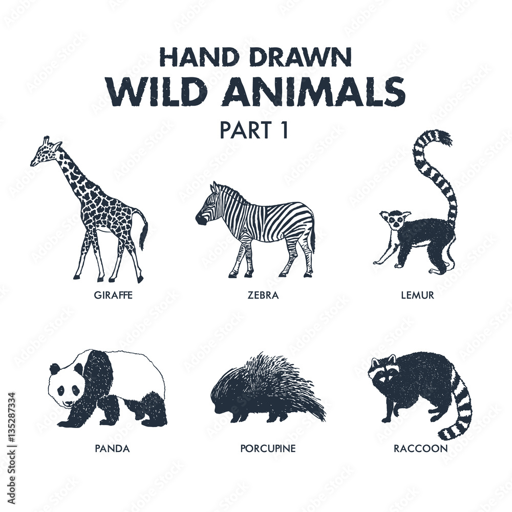 Hand drawn textured wild animals icons set with giraffe, zebra, lemur, panda, porcupine, and raccoon vector illustrations.