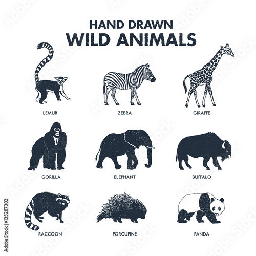 Hand drawn textured wild animals icons set with lemur, zebra, giraffe, gorilla, elephant, buffalo, raccoon, porcupine, and panda vector illustrations.