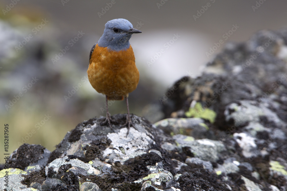 Male of Rufous-tailed rock thrush. Monticola saxatilis Male of Rufous-tailed rock thrush. Monticola saxatilis