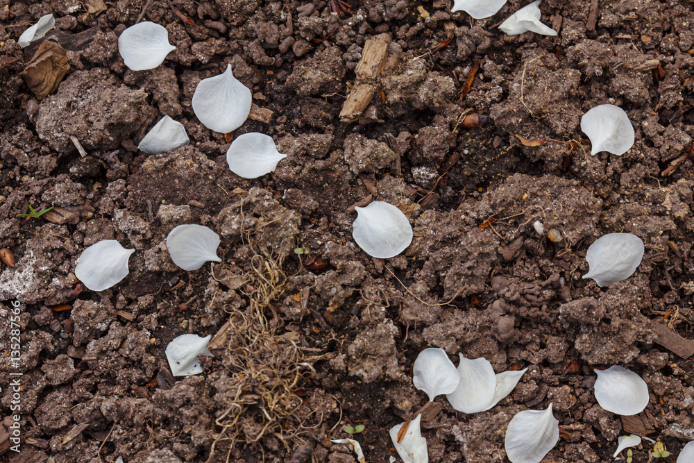 Withered petals on the ground Withered petals on the ground