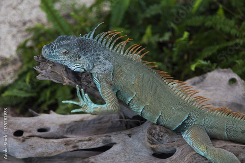 Lizard on hunting