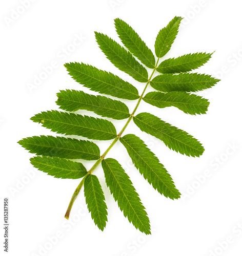 The leaves of mountain ash isolated on a white background