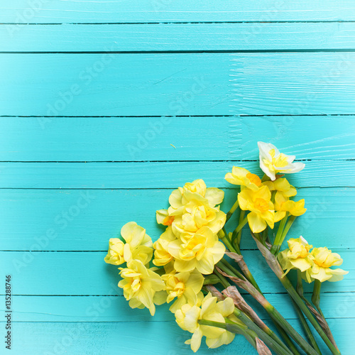 Fototapeta Naklejka Na Ścianę i Meble -  Bright yellow narcissus or daffodil flowers on aquamarine  woode
