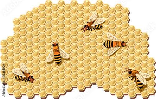 Bees producing honey in the wax cells.