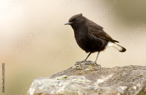 Male of Black wheatear. Oenanthe leucura