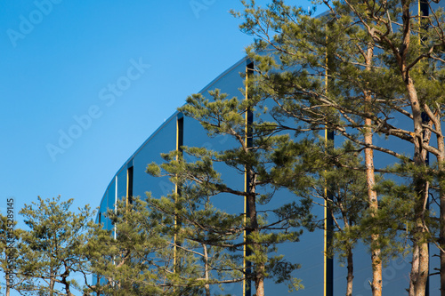 Pines on a background of the stadium in Gangneung, South Korea photo