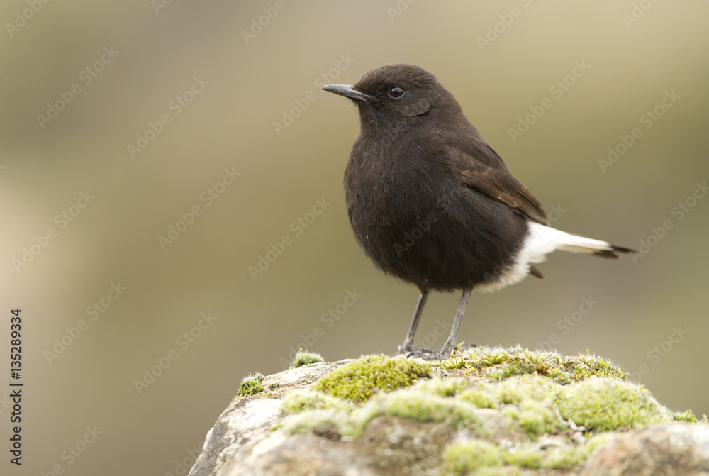 Male of Black wheatear. Oenanthe leucura