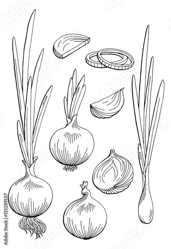 Onion graphic black white isolated sketch illustration vector