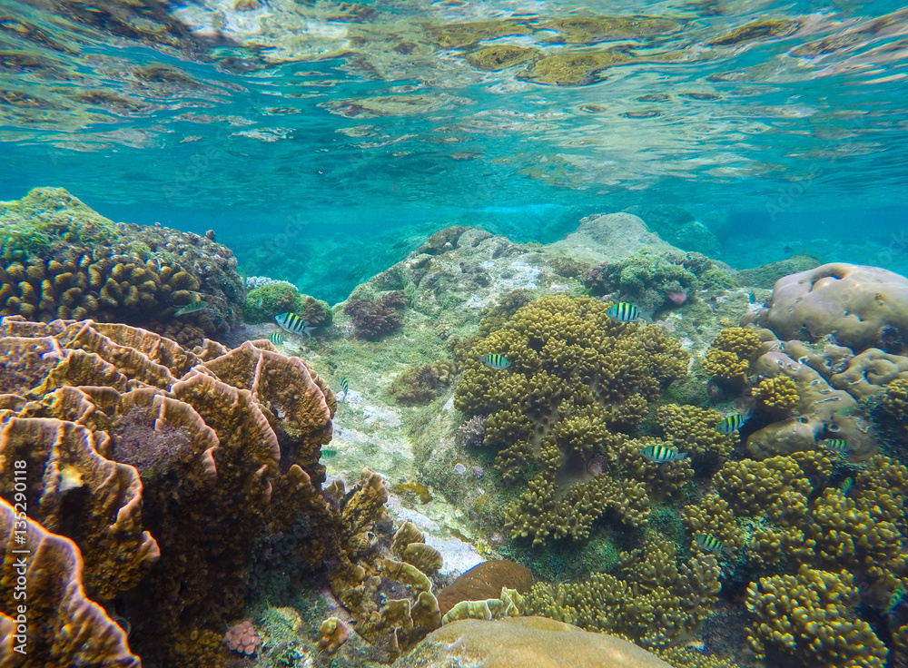 Underwater landscape with round coral and stone in yellow and brown color palette