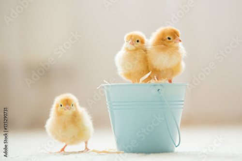 Little cute baby chicks in a bucket, playing at home