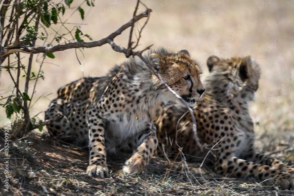 Obraz premium cheetah