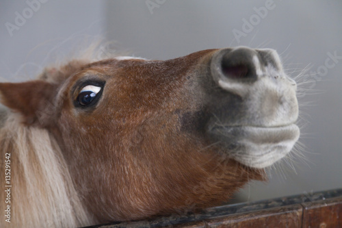 Fototapeta Naklejka Na Ścianę i Meble -  Little sad pony