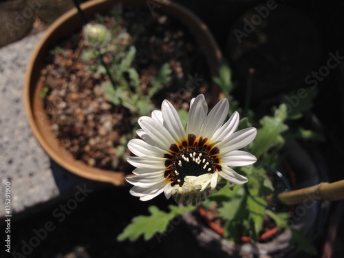 Sommerblume Venidien Blüten mit Körbchen und Schatten photo