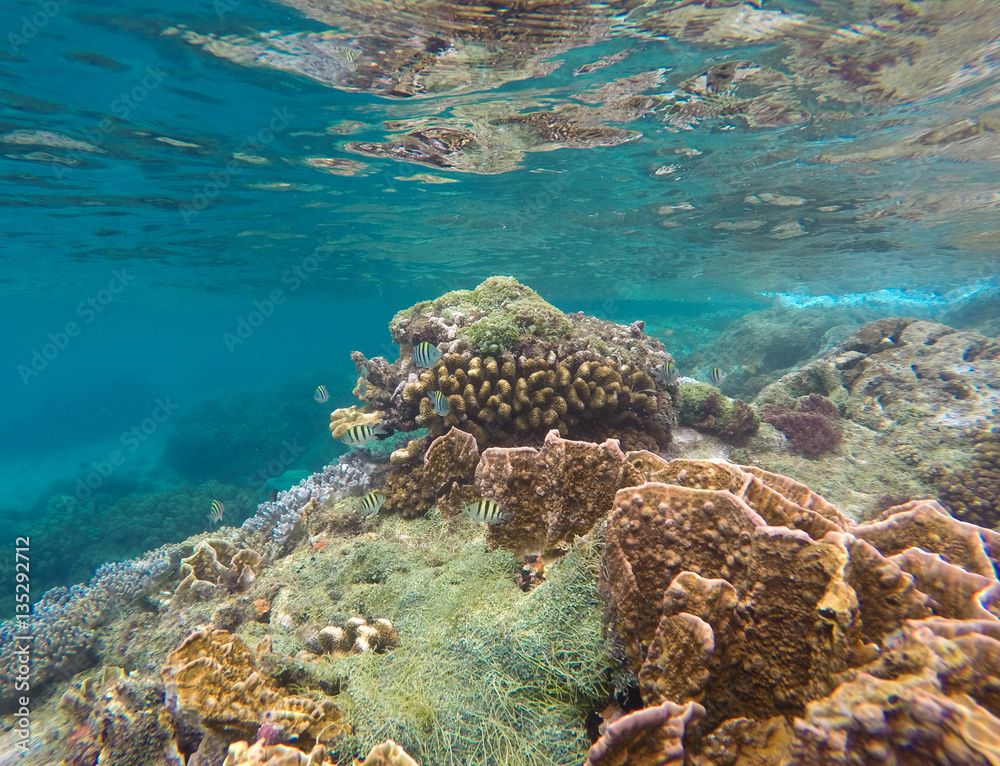 Tropical fishes and coral reef in blue water. Exotic marine life Tropical fishes and coral reef in blue water. Exotic marine life