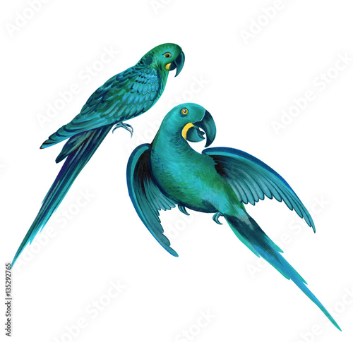 two parrots. detailed illustration of macaw bird. photo