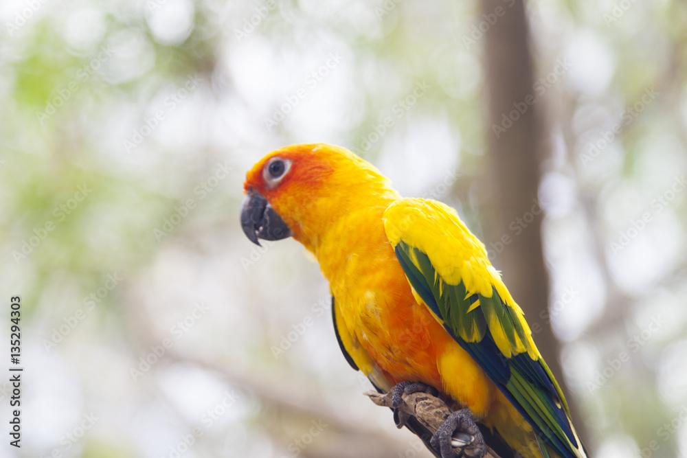 Little color parrots Little color parrots