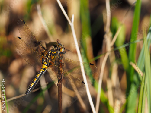 Dragonfly on a straw  © Morten