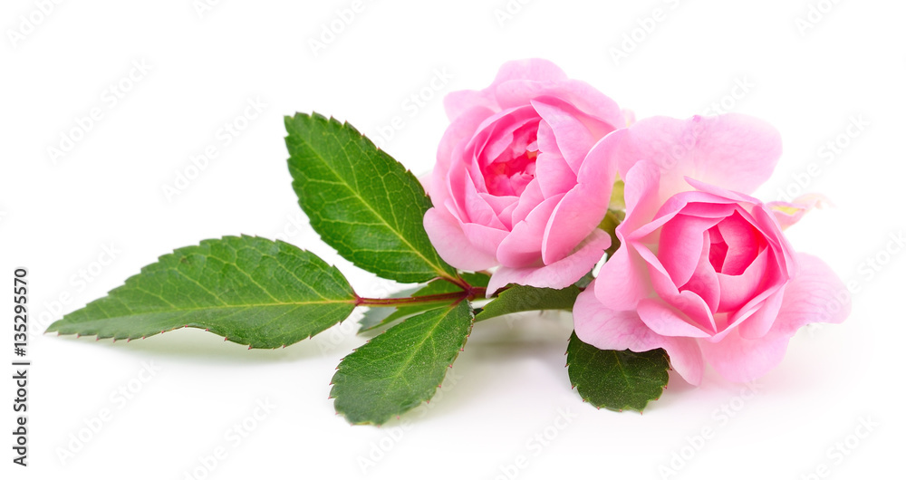 Fototapeta premium Piękne różowe róże.