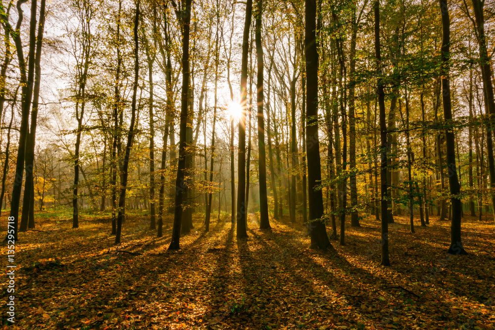 Sonnenaufgang im Wald mit Gegenlicht und Sonnenstrahlen