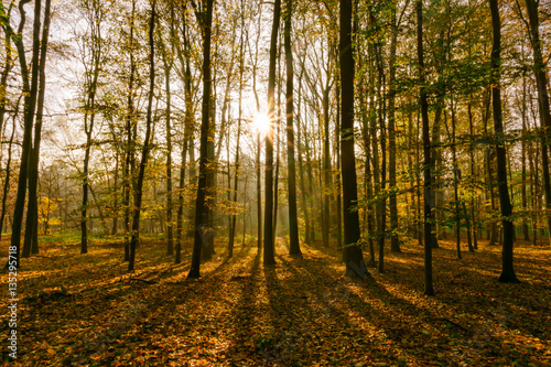 Fototapeta Naklejka Na Ścianę i Meble -  Sonnenaufgang im Wald mit Gegenlicht und Sonnenstrahlen