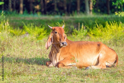 Red Dane Cow relaxing on green grass with sunlight.